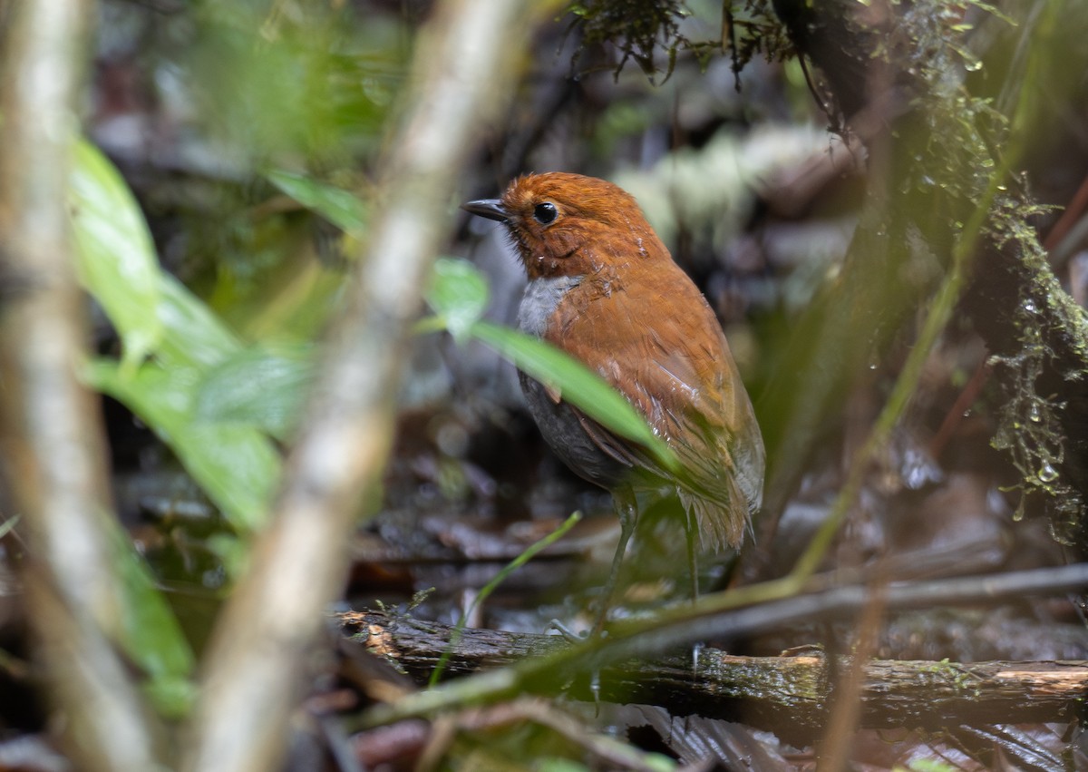 Bicolored Antpitta - ML623162706