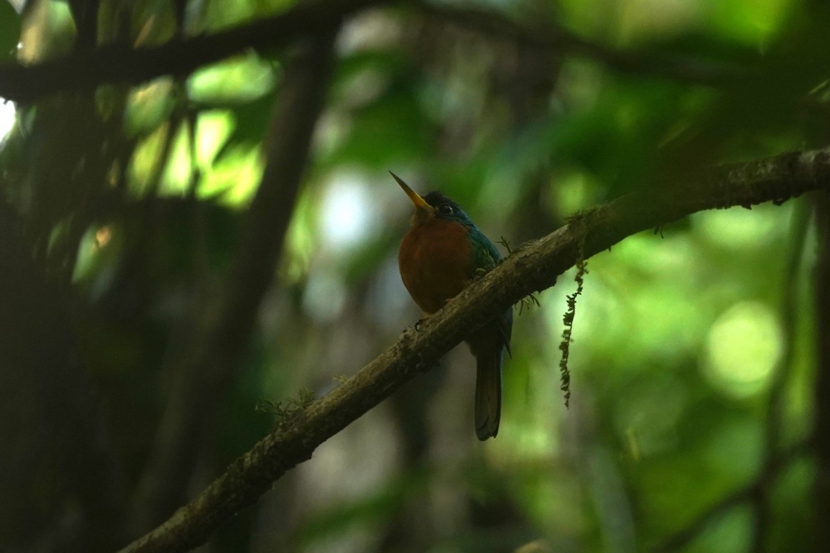 Yellow-billed Jacamar - ML623162726