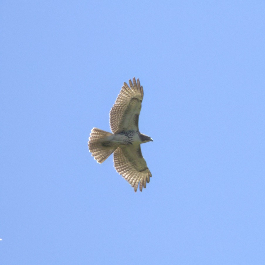 Red-tailed Hawk (borealis) - ML623162728