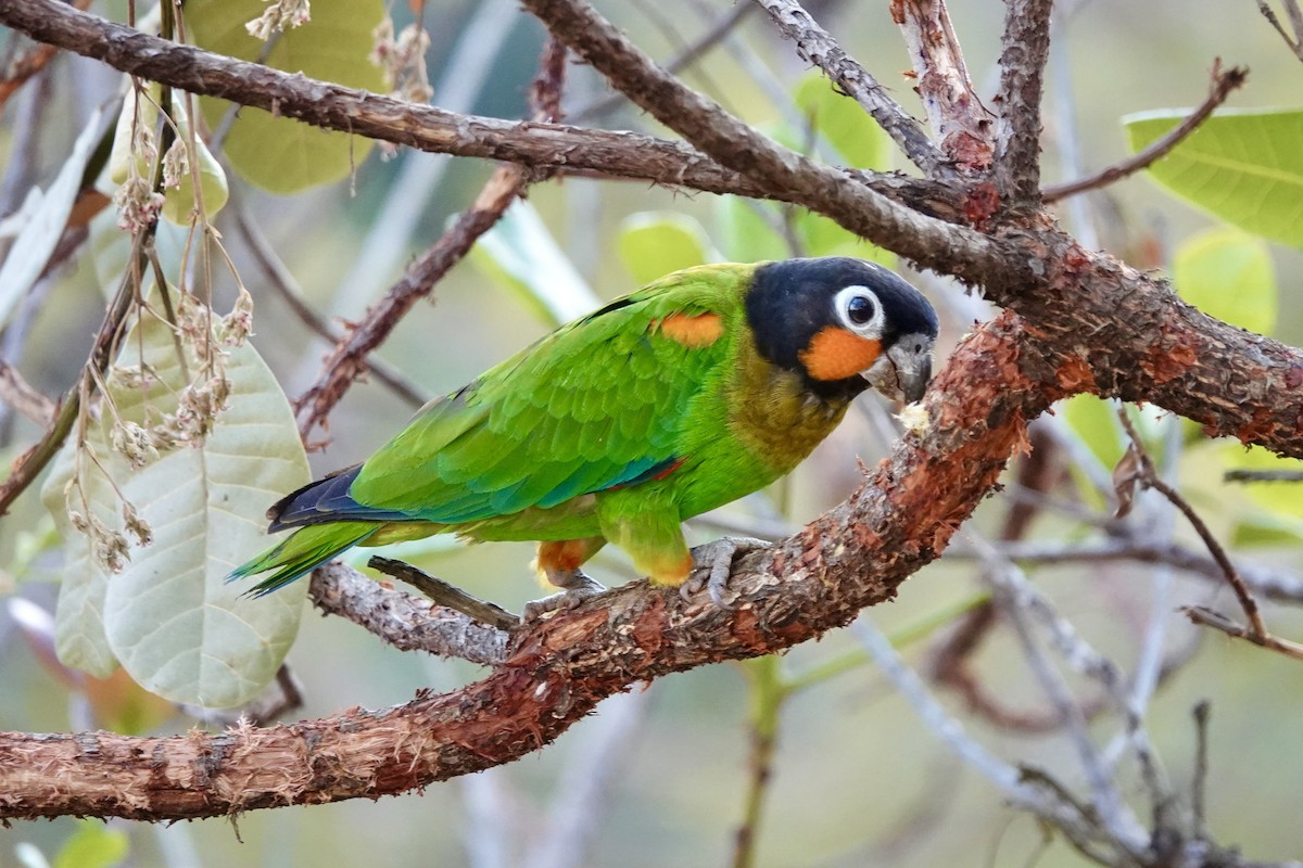 Orange-cheeked Parrot - ML623162731