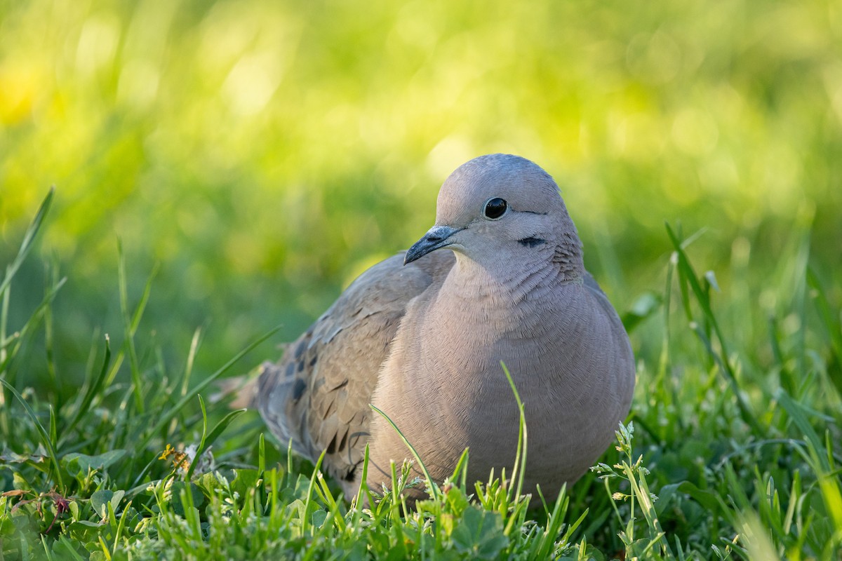 Eared Dove - ML623162747