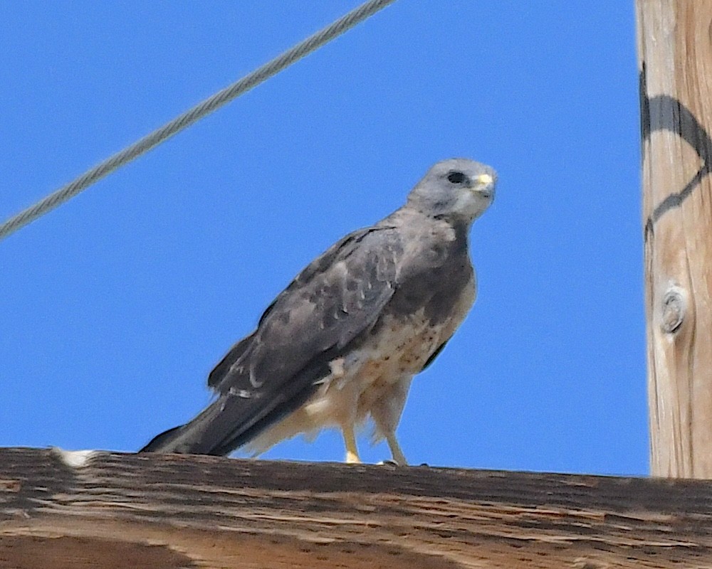 עקב מגוון - ML623162848