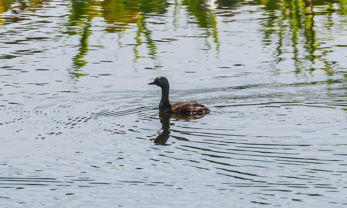 Pied-billed Grebe - ML623162871