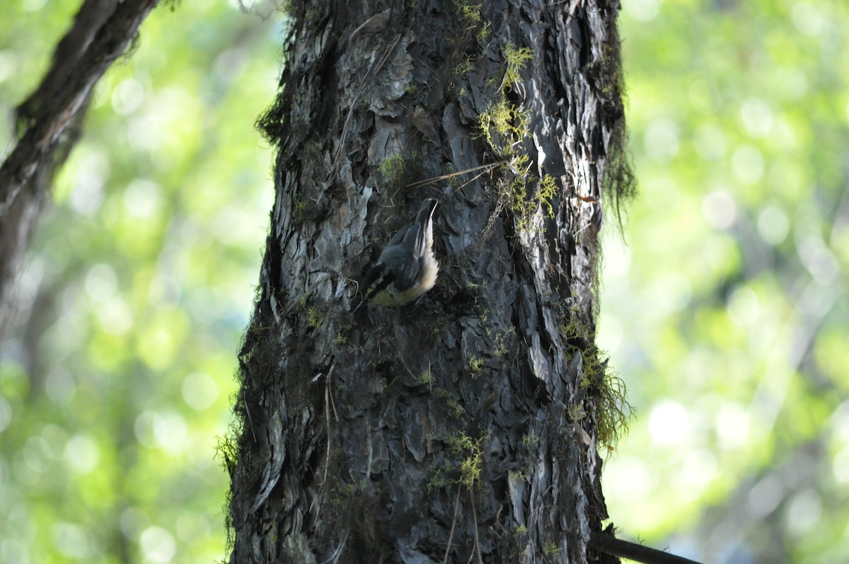 Red-breasted Nuthatch - Samuel Rodgers