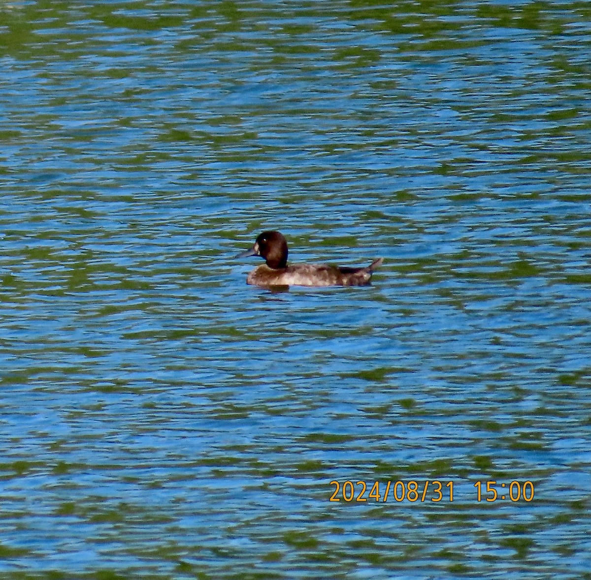 Greater Scaup - ML623162976