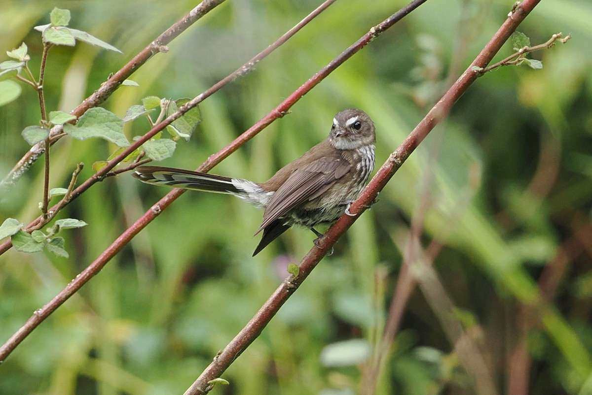 Fiji Streaked Fantail - ML623163041