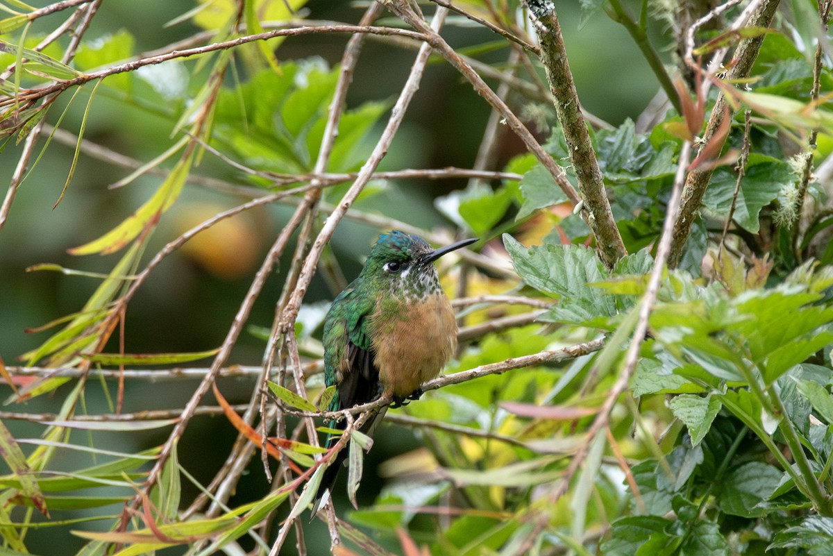 Long-tailed Sylph - ML623163098