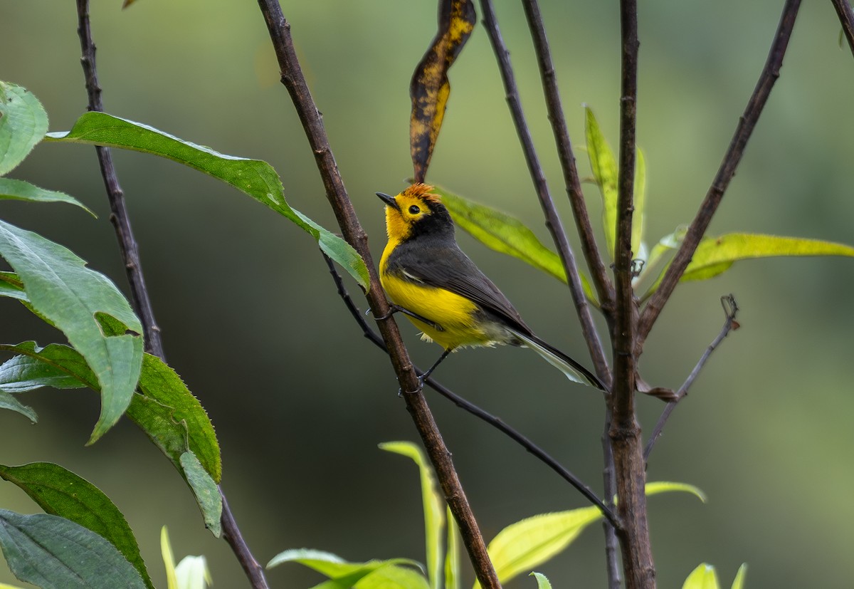 Spectacled Redstart - ML623163105