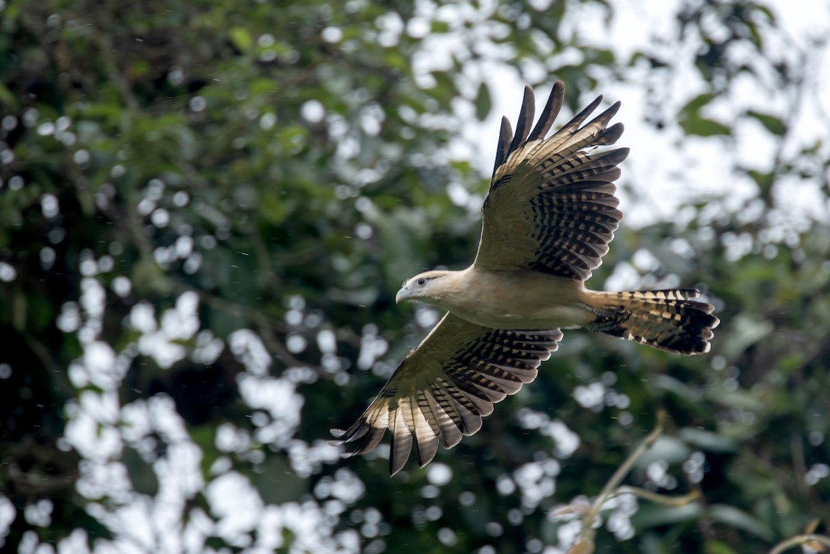 Yellow-headed Caracara - ML623163107