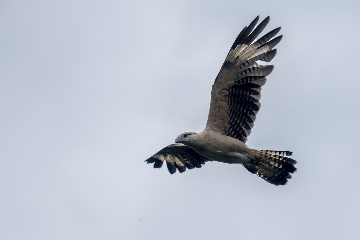 Yellow-headed Caracara - ML623163108