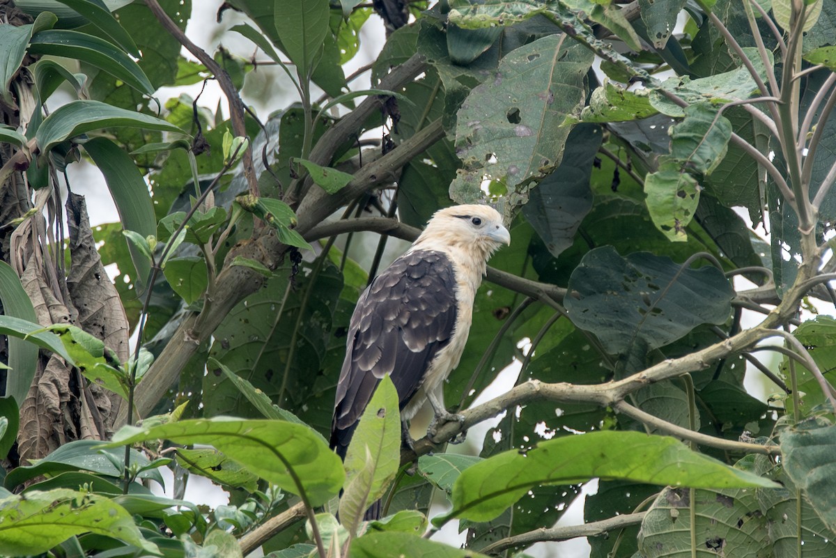 Yellow-headed Caracara - ML623163110