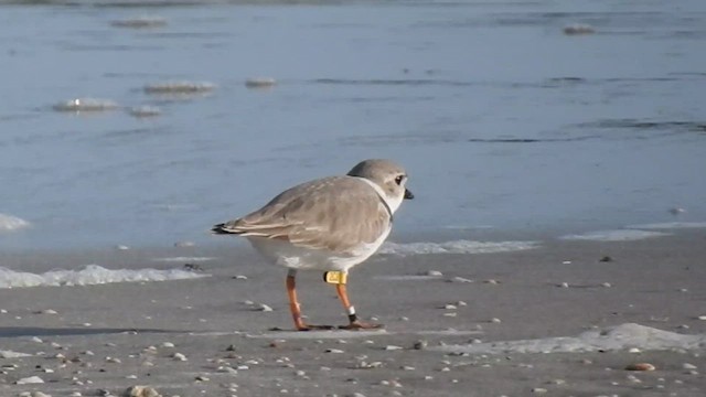 Piping Plover - ML623163161