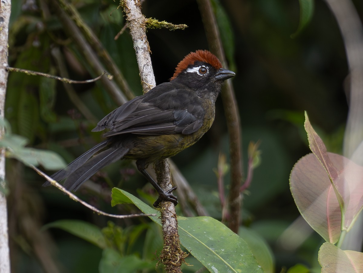 White-rimmed Brushfinch - Alex Luna