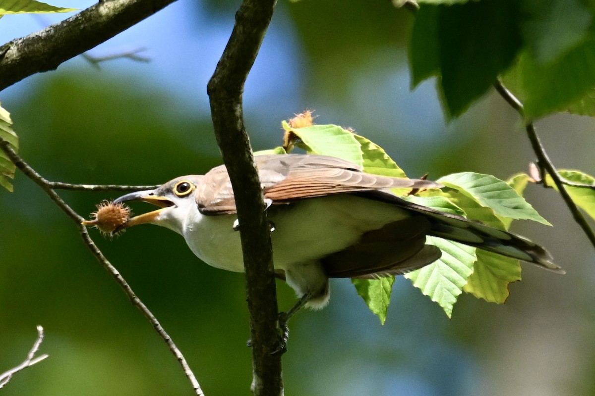 Yellow-billed Cuckoo - ML623163230