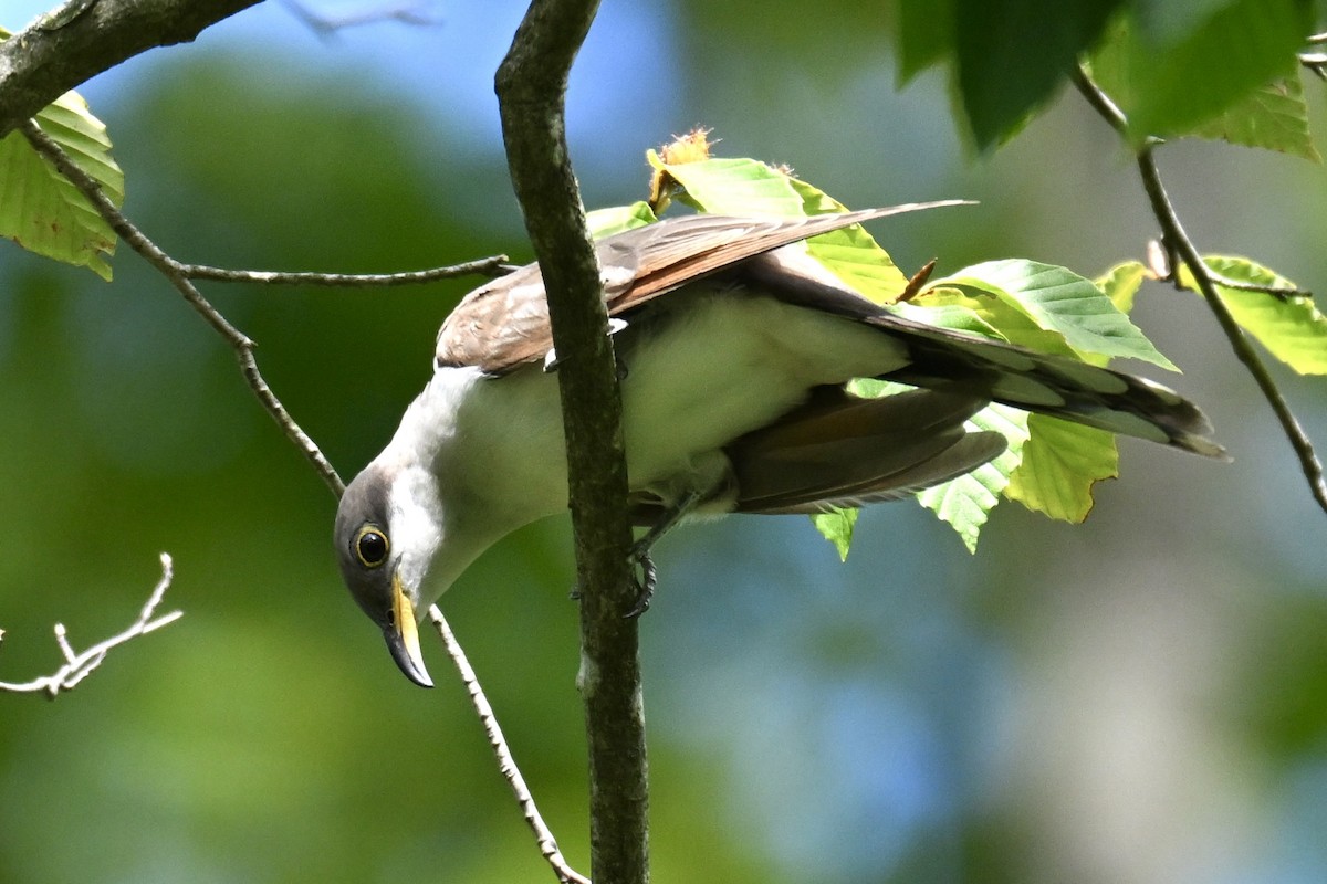 Yellow-billed Cuckoo - ML623163235