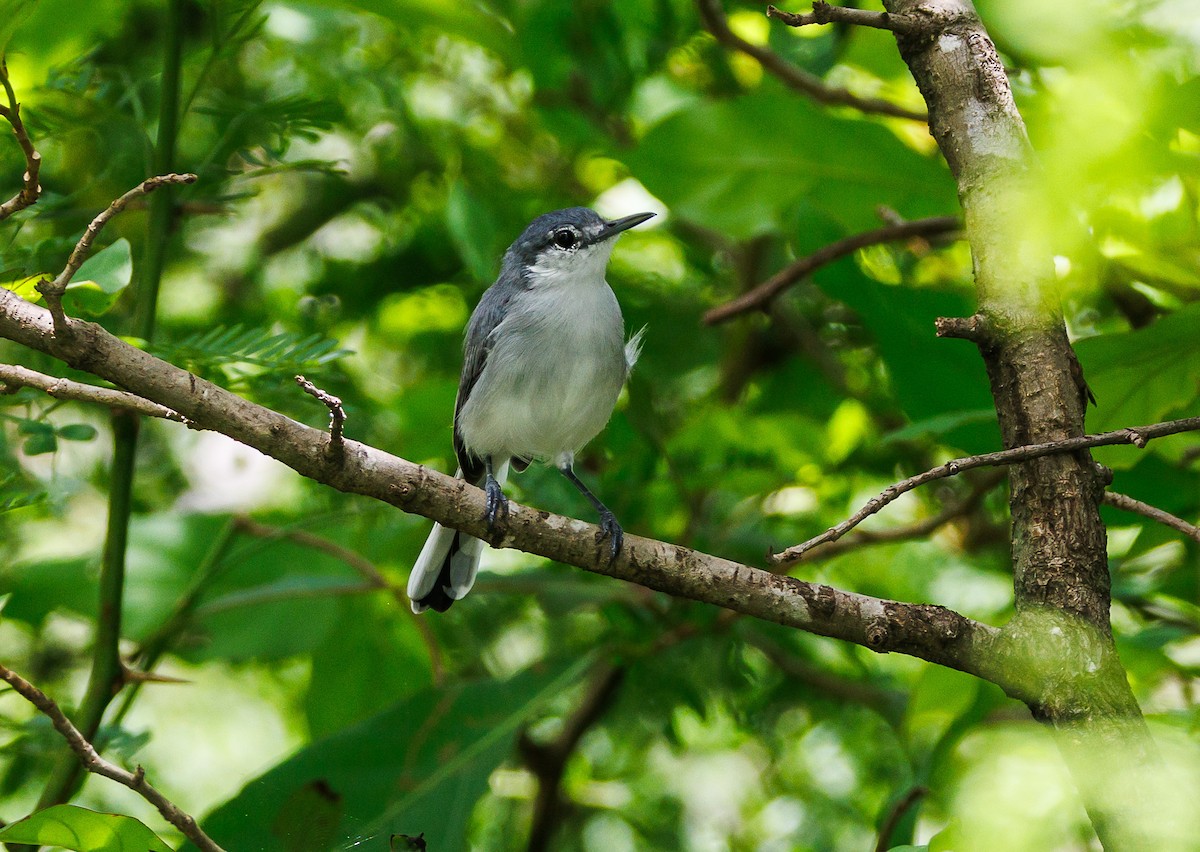 White-lored Gnatcatcher - ML623163271