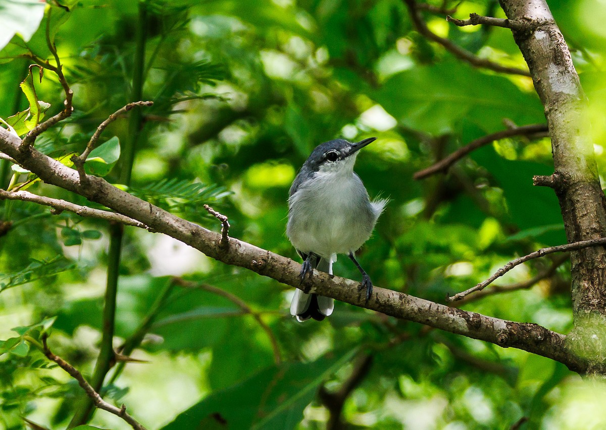 White-lored Gnatcatcher - ML623163272