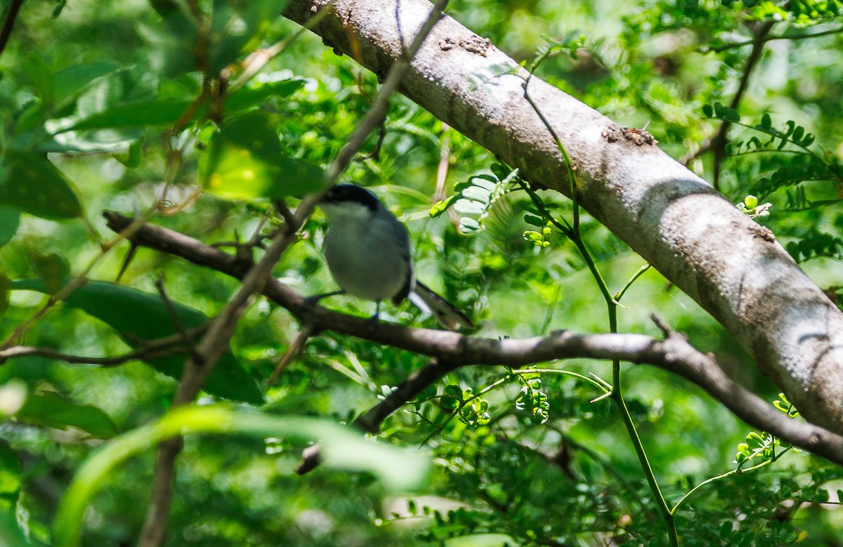 White-lored Gnatcatcher - ML623163274