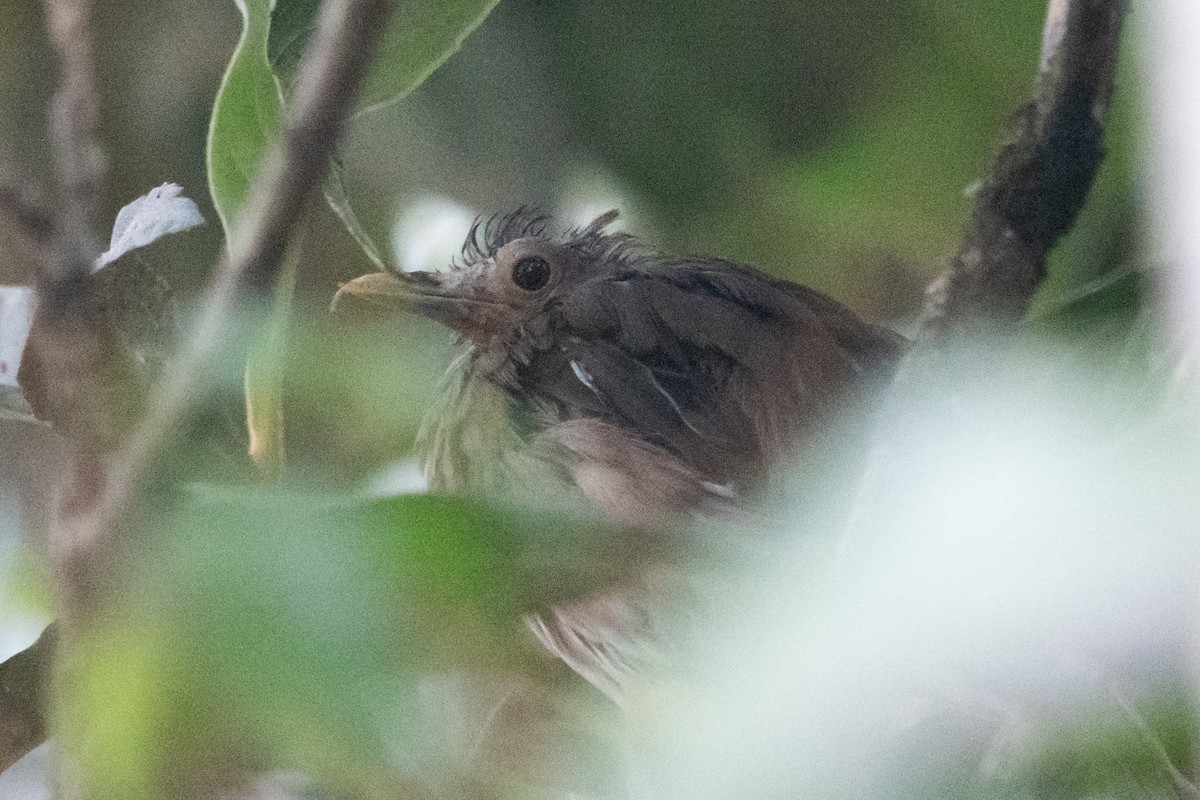 Ecuadorian Thrush - ML623163278