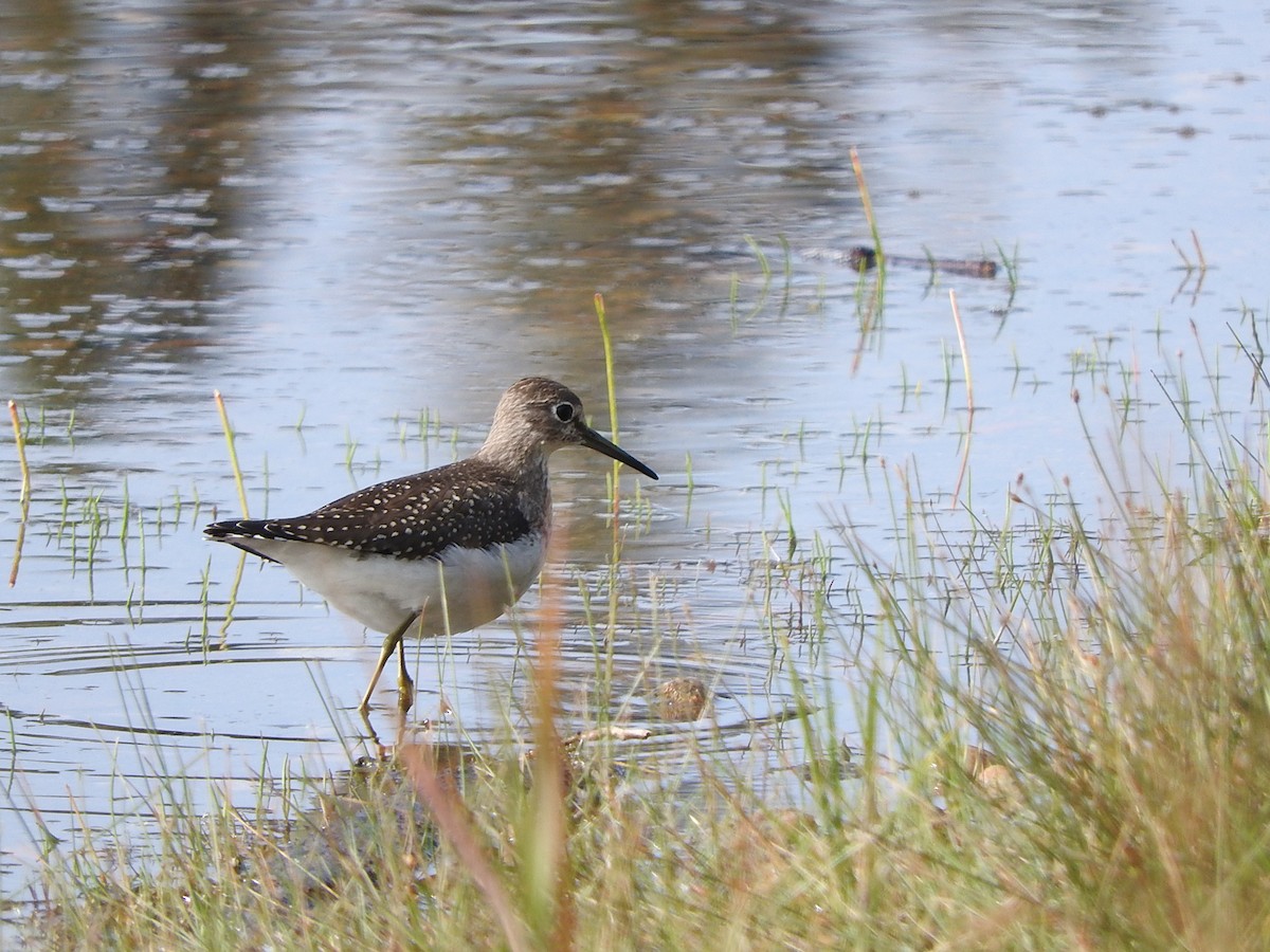 Solitary Sandpiper - ML623163382