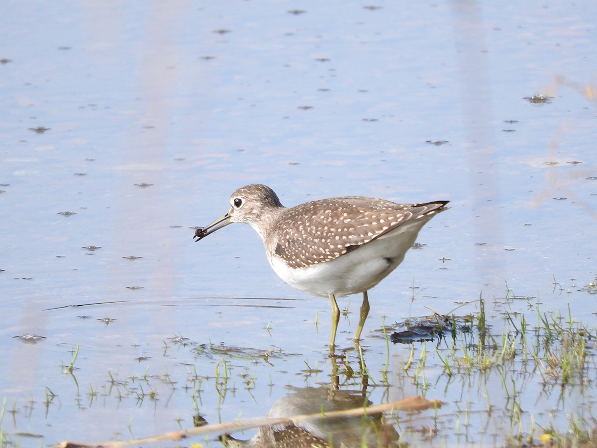 Solitary Sandpiper - ML623163383