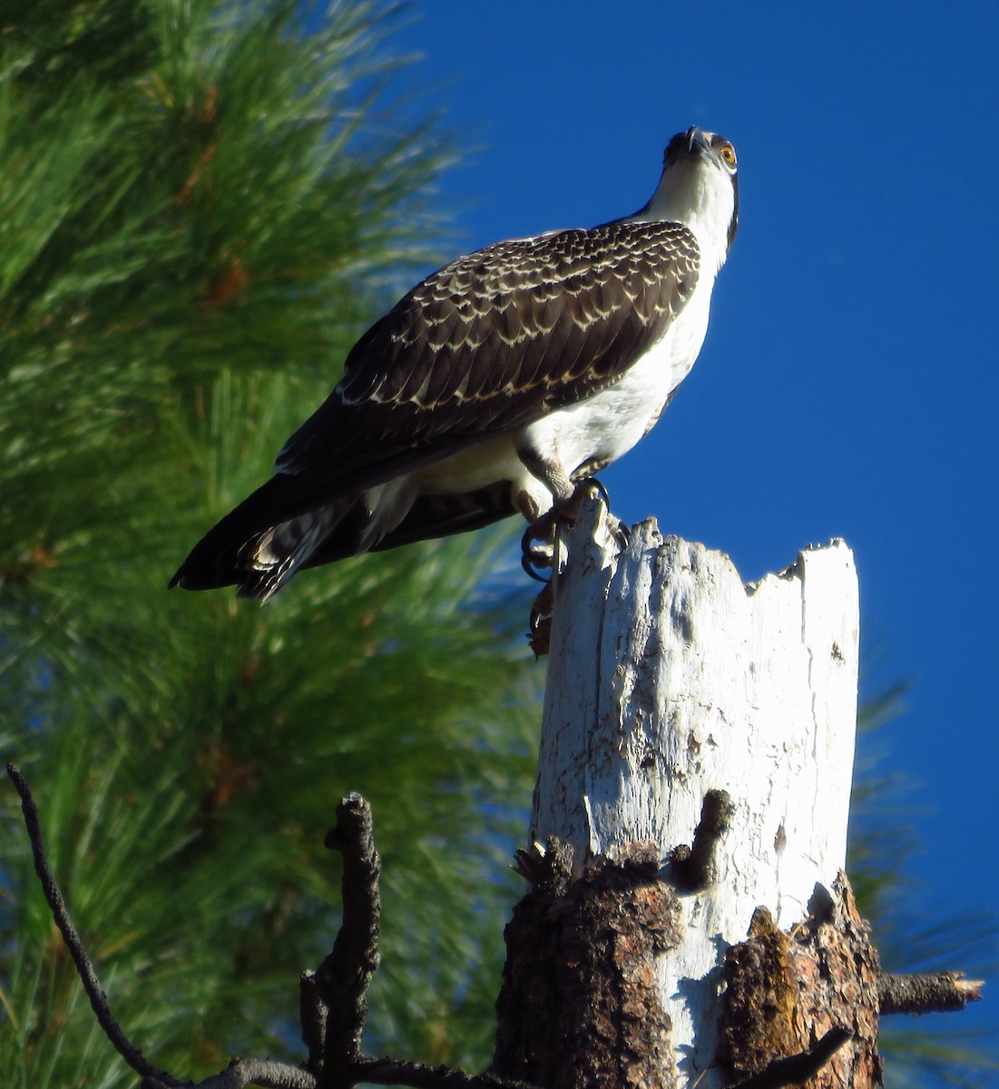 Águila Pescadora - ML623163395