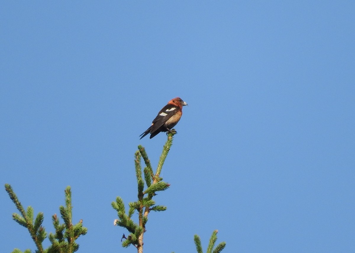 White-winged Crossbill - ML623163405