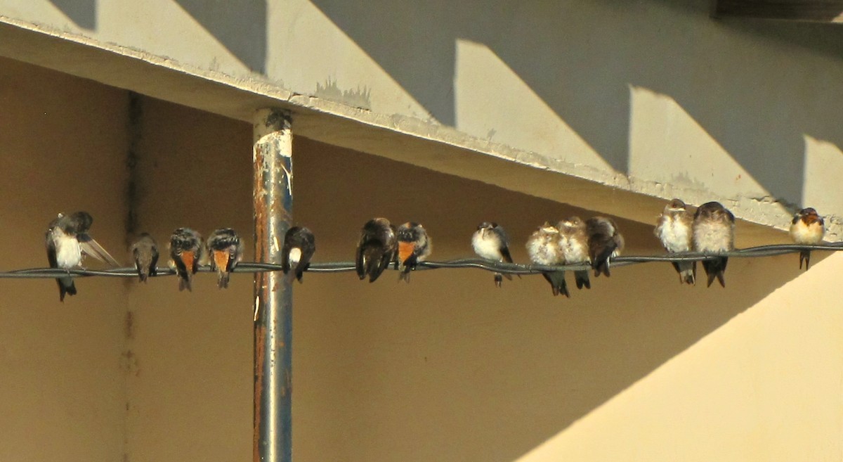 Cliff Swallow - José Luis Lamela