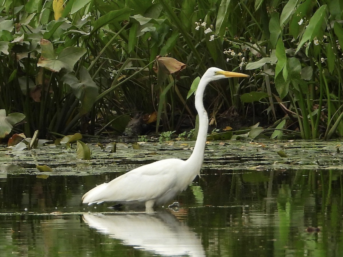 Great Egret - ML623163424