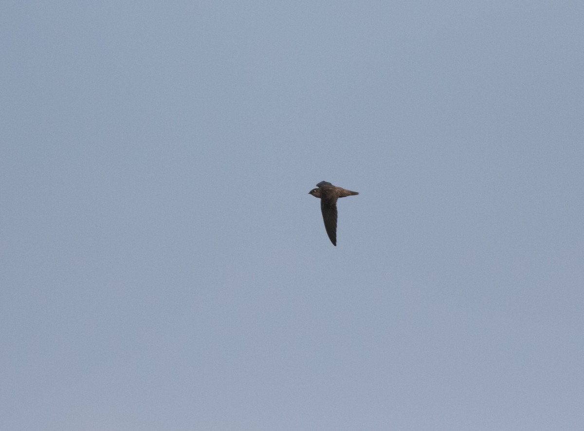 Chimney Swift - ML623163426