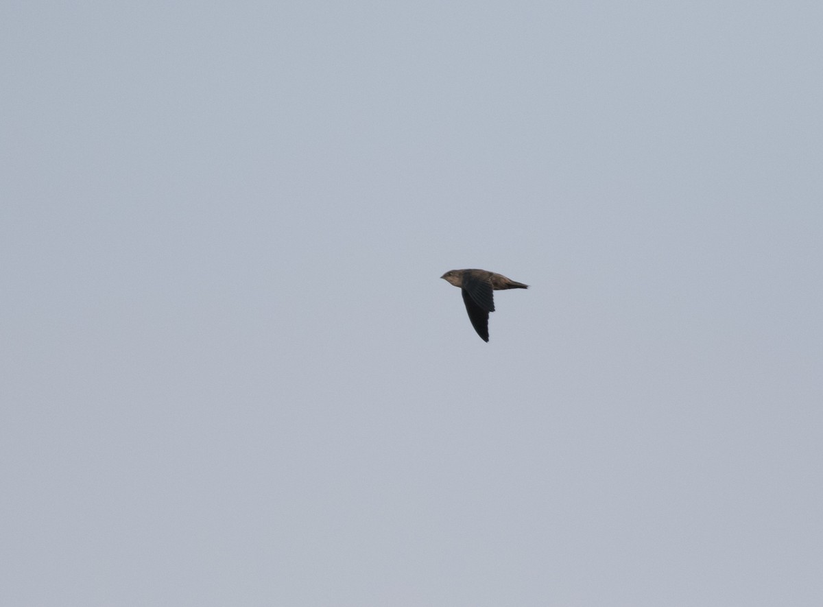 Chimney Swift - ML623163428