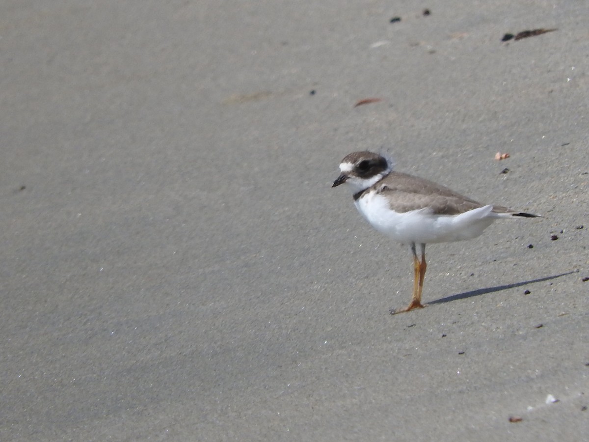 Semipalmated Plover - ML623163437