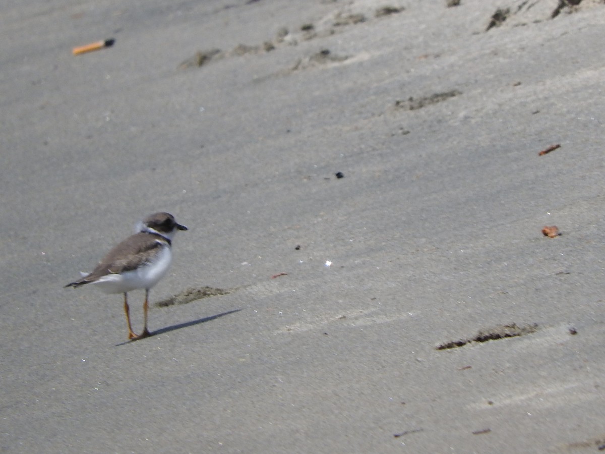 Semipalmated Plover - ML623163438