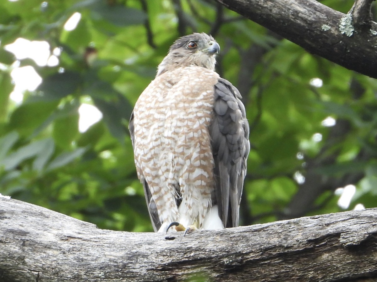 Cooper's Hawk - ML623163439