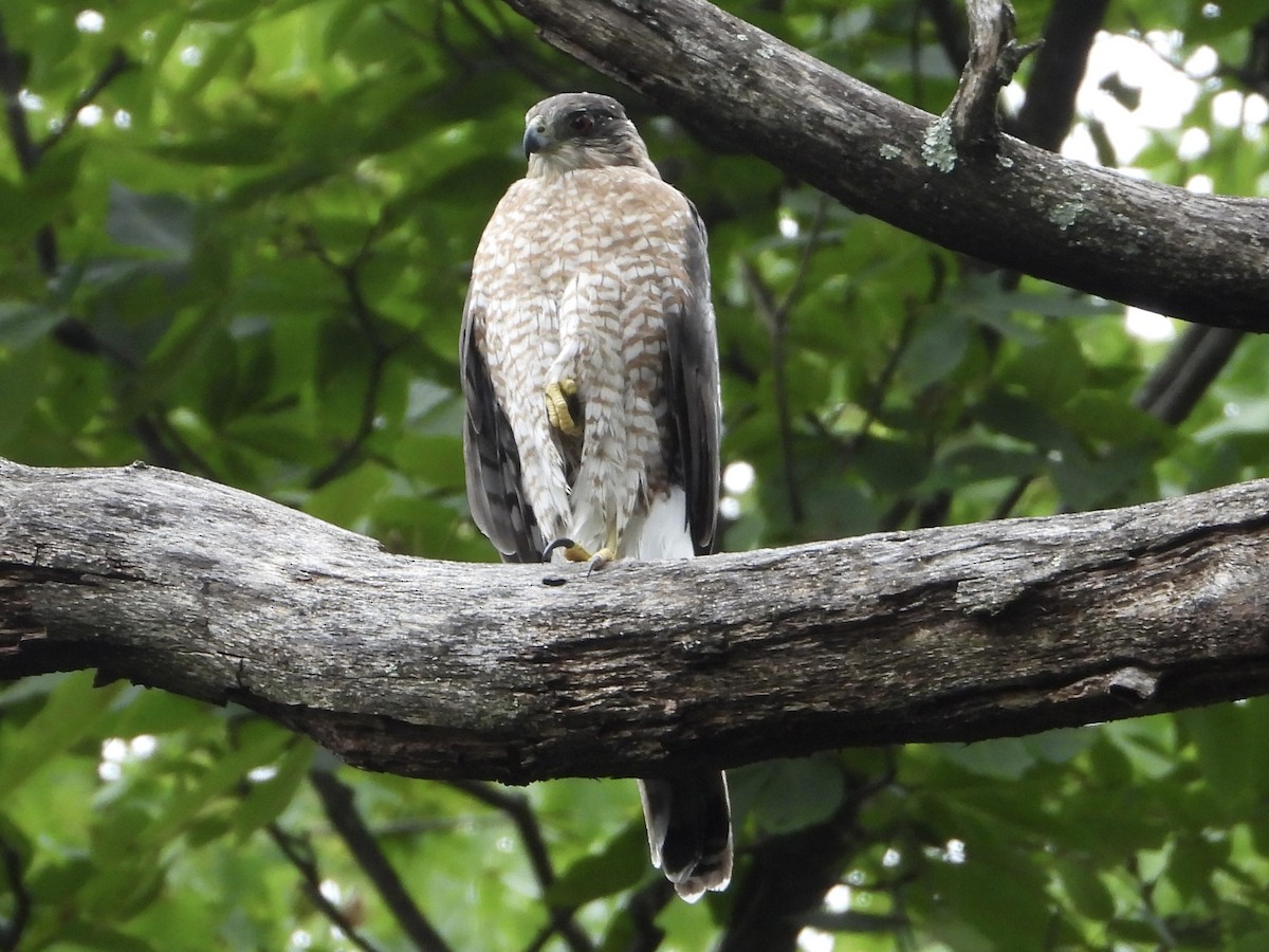 Cooper's Hawk - ML623163440