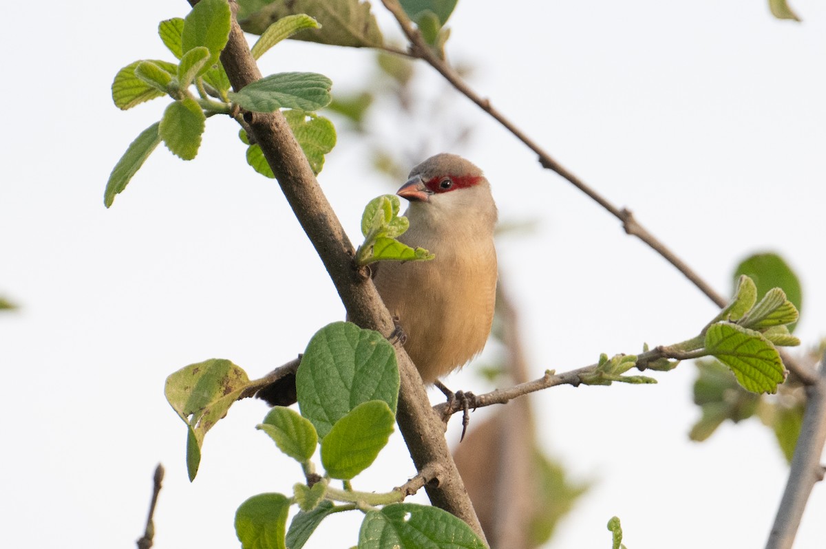 Crimson-rumped Waxbill - ML623163447