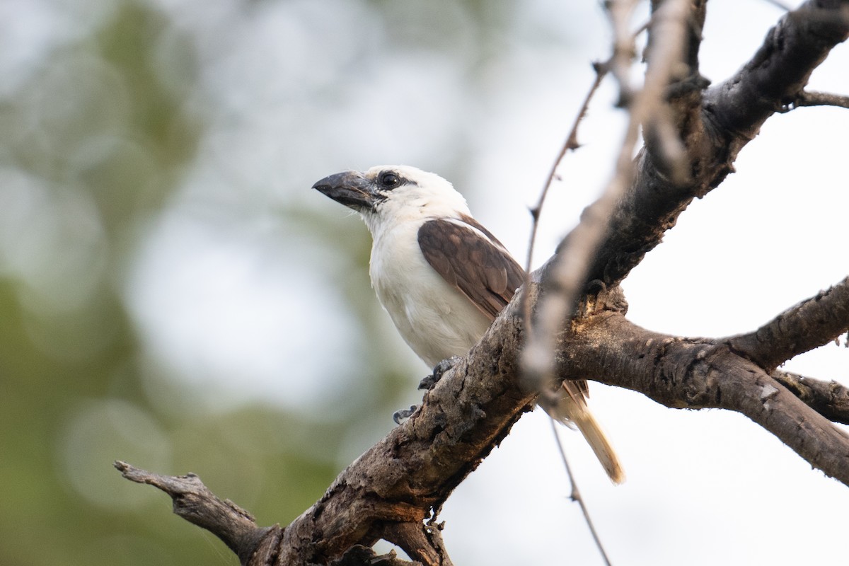 White-headed Barbet (Brown-and-white) - ML623163448