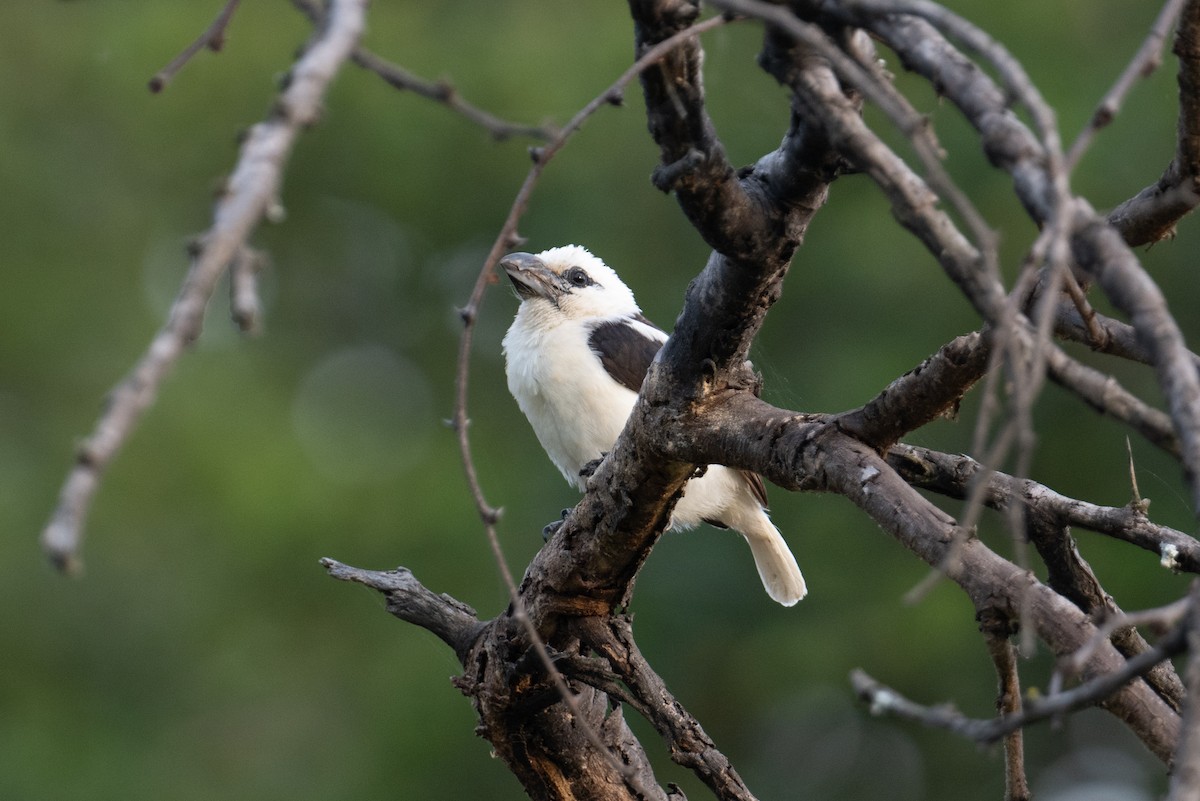 White-headed Barbet (Brown-and-white) - ML623163451