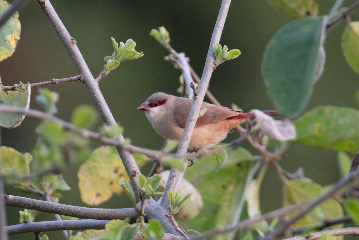 Crimson-rumped Waxbill - ML623163453