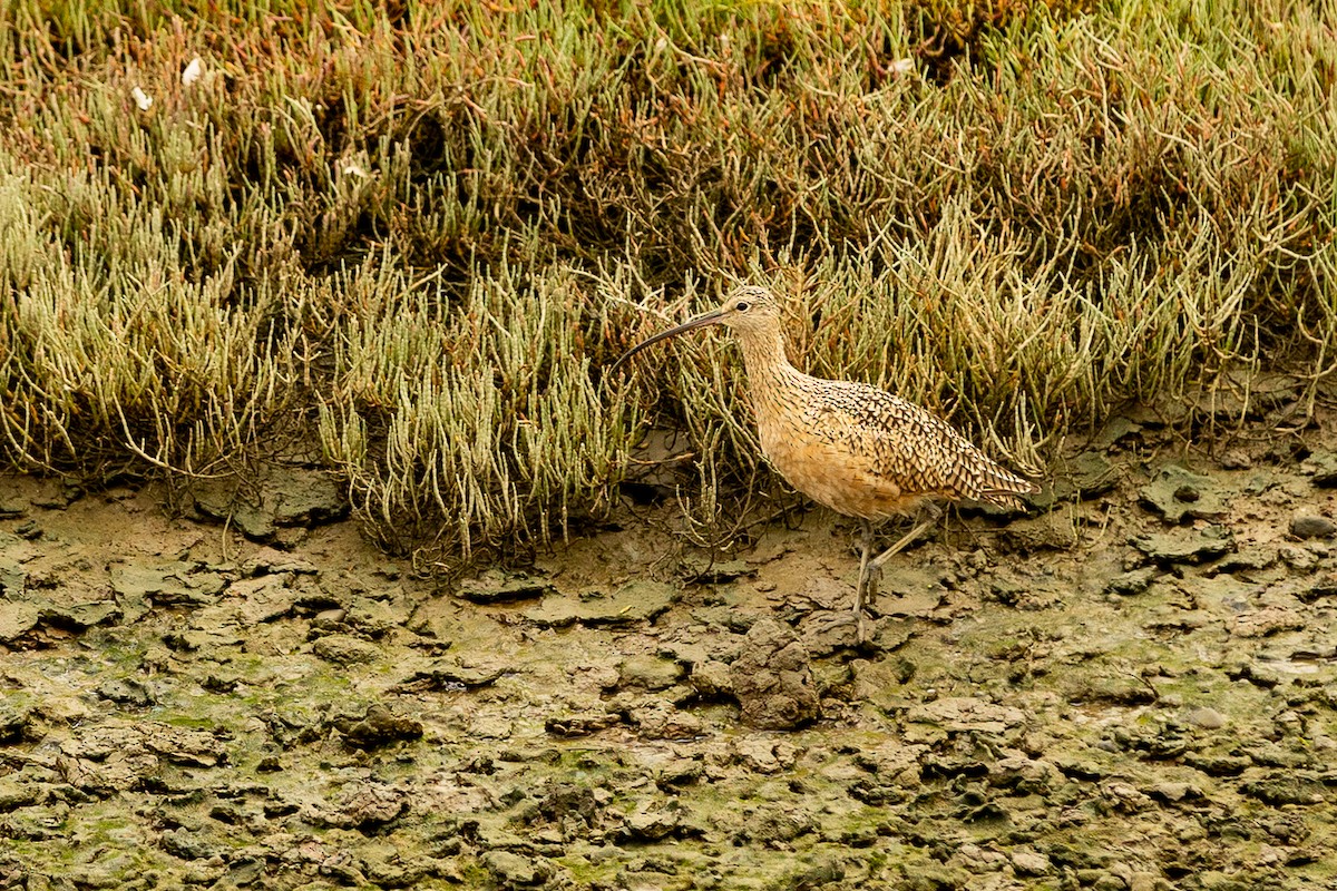 Long-billed Curlew - ML623163569