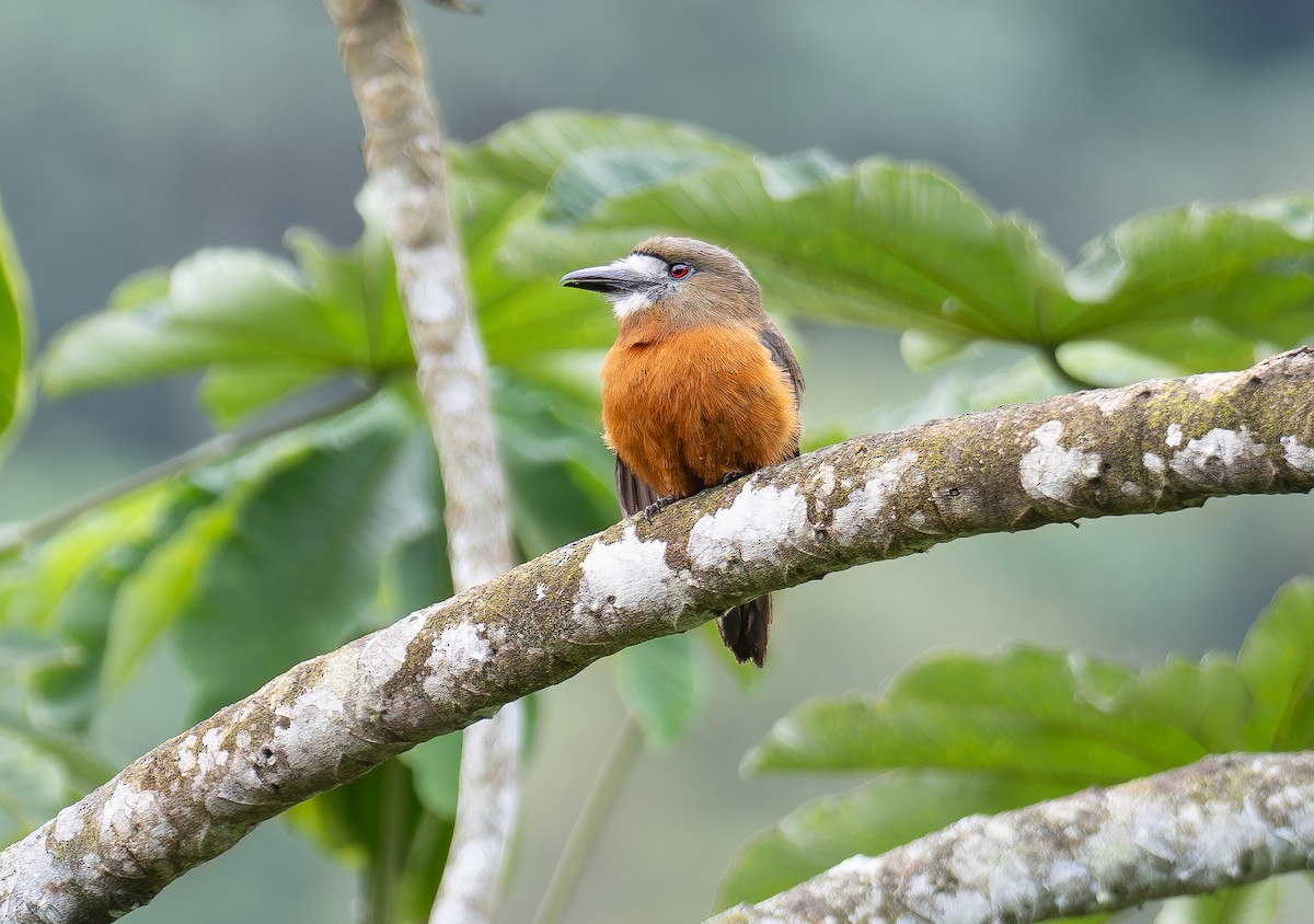 White-faced Nunbird - ML623163630