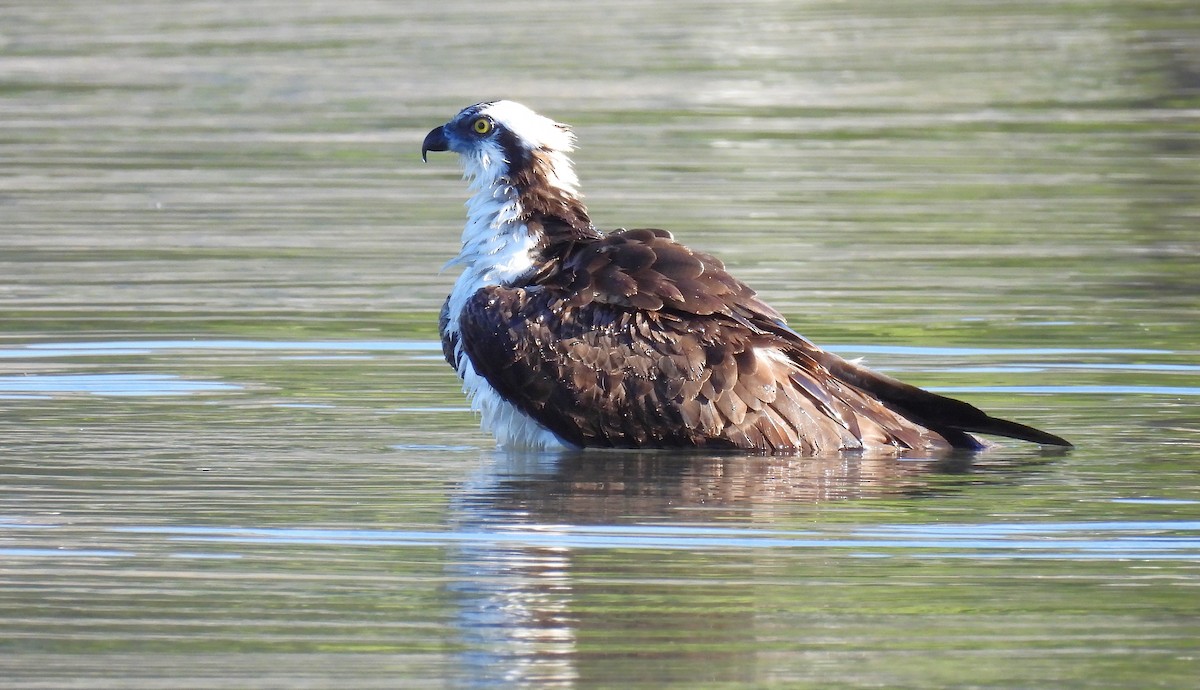 Osprey - ML623163691