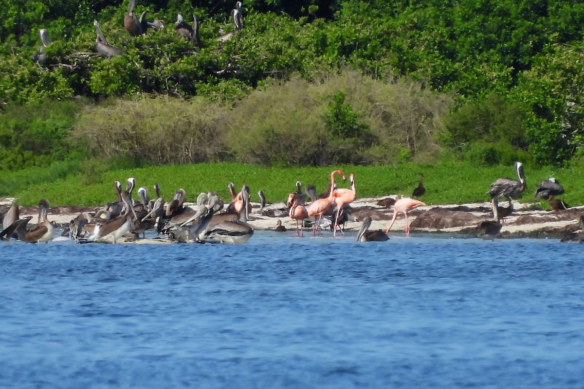 American Flamingo - ML623163704