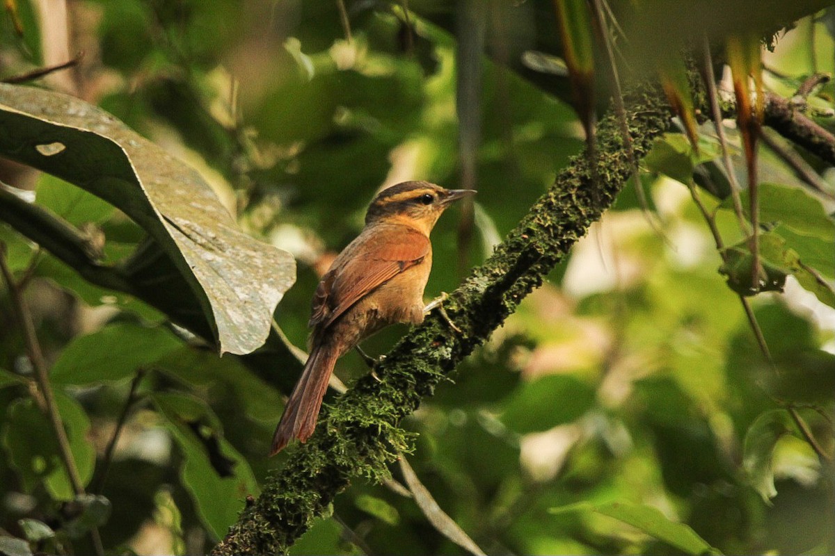 Ochre-breasted Foliage-gleaner - ML623163722