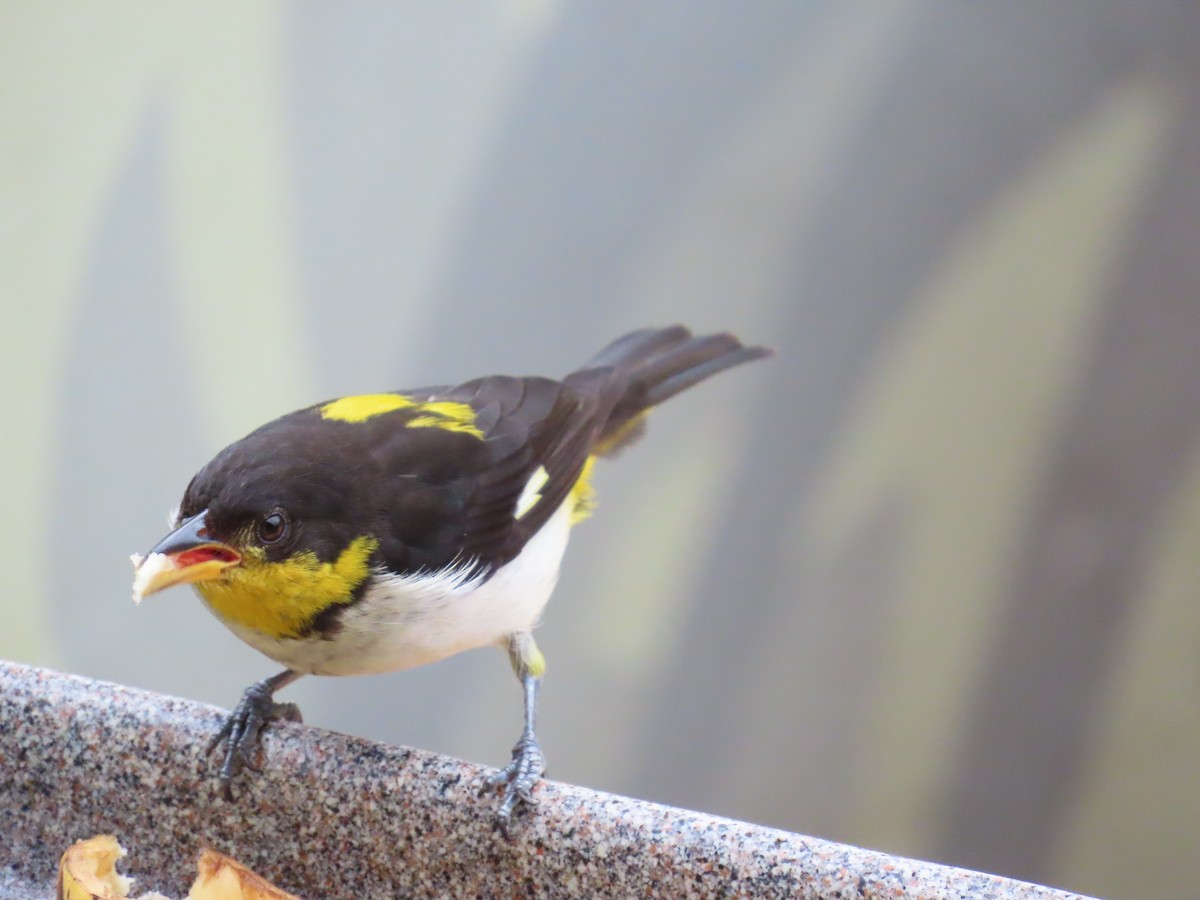 Yellow-backed Tanager - ML623163732