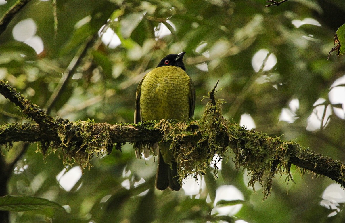 Black-headed Berryeater - ML623163737