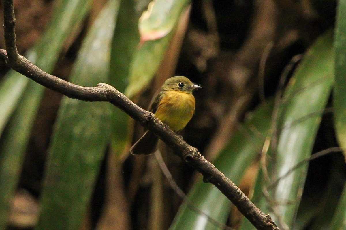 Whiskered Flycatcher - ML623163747