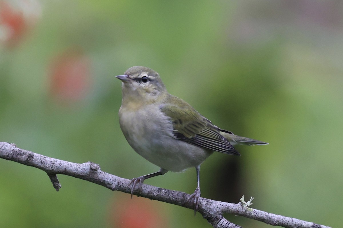 møllparula - ML623163845