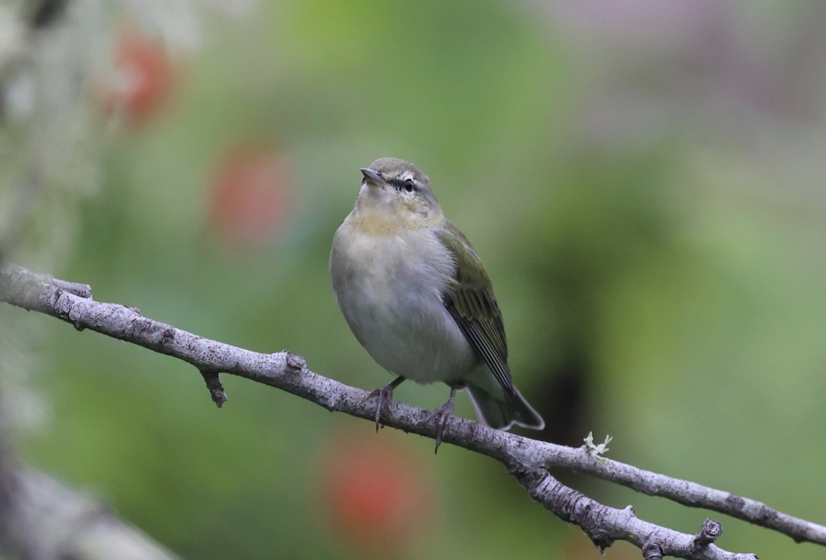 møllparula - ML623163848