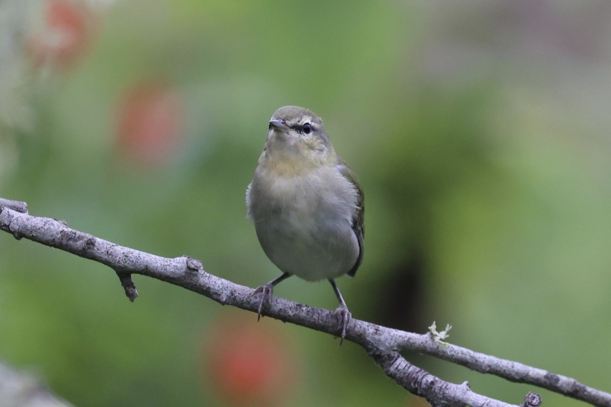 møllparula - ML623163849